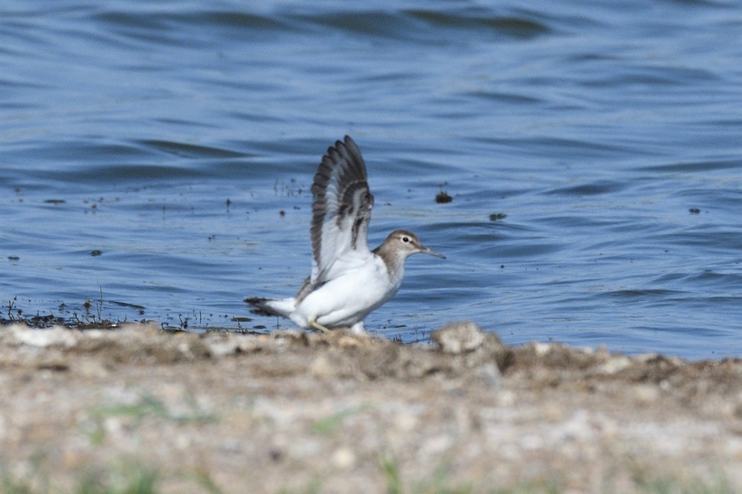 Common Sandpiper
